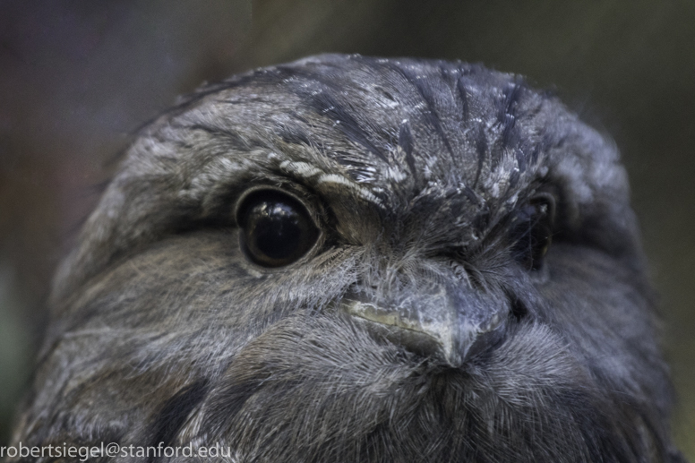 tawny frogmouth